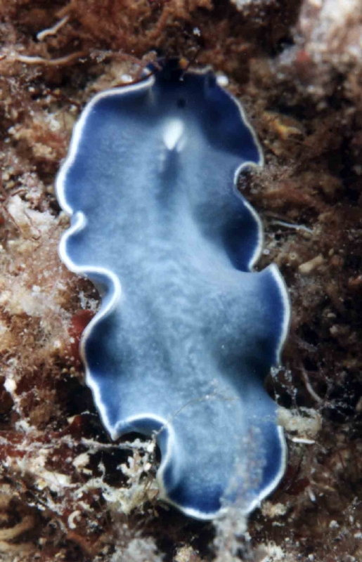 Blue Flat Worms